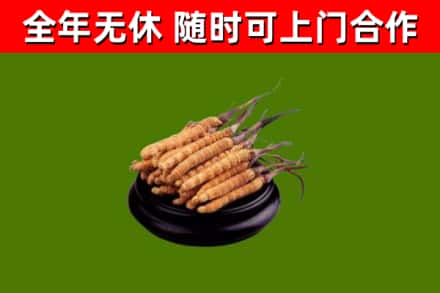 原阳回收冬虫夏草