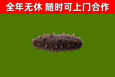 原阳回收海参干